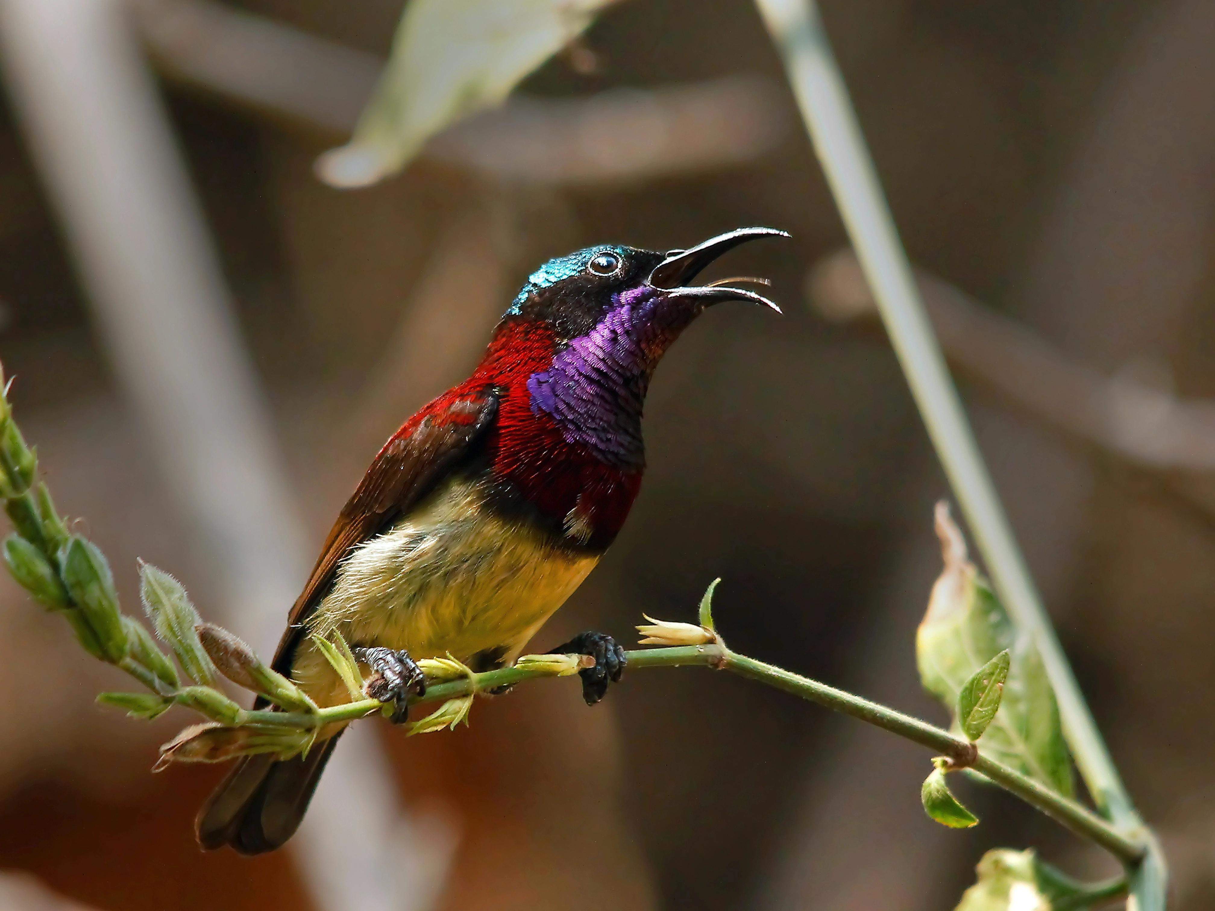 Colorful bird perched on a branch, spotted during a bird-watching activity at Ramsukh Resort.